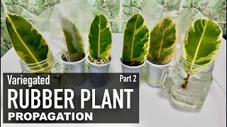 Rubber Plant Ficus Elastica Ficus Tineke Care amp Propagation  Indoor Plants  Part 2 [upl. by Lawrence]