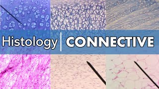 Histology  Connective Tissue [upl. by Edgard]