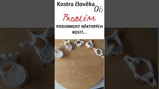 29 Kostra člověka06 anatomie biologie maturita [upl. by Anul]