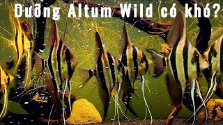 Chinh phục Altum Wild  Chia sẻ kinh nghiệm dưỡng và nuôi Altum Wild thành công [upl. by Claude519]