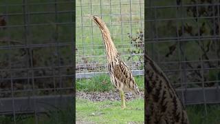 Epic Eurasian Bittern encounter birds elmley birdwatching bittern [upl. by Thebazile93]