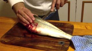 how to fillet a australian salmon [upl. by Adams]