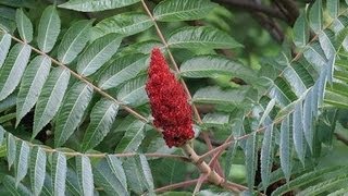 Useful Plant  Sumac [upl. by Kress]