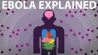 The Ebola Virus Explained — How Your Body Fights For Survival [upl. by Felicia]