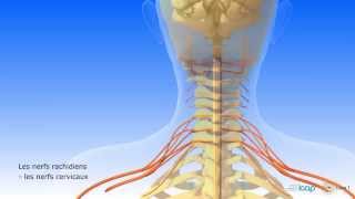 الجهاز العصبي المركزي و الجهاز العصبي المحيطي Nervous system [upl. by Llahsram]