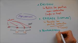 Synthèse des protéines 2  Maturation [upl. by Robers]