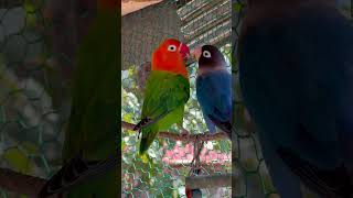 Smart lovebird Parrot  Little cute lovebird 🦜🥰 bird lovebirds [upl. by Almita235]