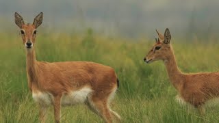 Oribi Release  Babanango Game Reserve  2022 [upl. by Caldeira]