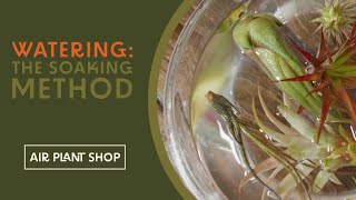 Watering Air Plants  The Soaking Method  Tillandsia Care Tips [upl. by Mufi]