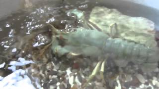 How to predict crayfish molting  tips on pre and post molting care [upl. by Hiroko]