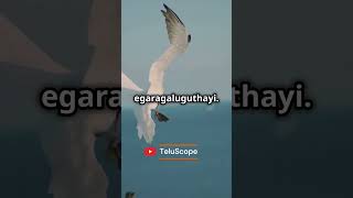 Sleeping birds ai aitelugu facts birds [upl. by Eedyak]