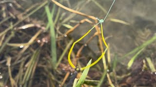 Hook fishing in river fishing tips beginners traditional fishing techniques singhshilar [upl. by Trawets]