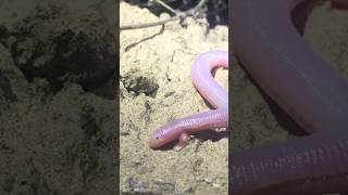 The Mexican mole lizard Bipes biporus [upl. by Aihsa452]