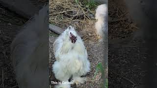 Not your average chickens  two exotic chickens a cochin and a silkie teach how to peck for food [upl. by Allenotna]