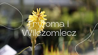 Trytoma i Wilczomlecz [upl. by Mansur]