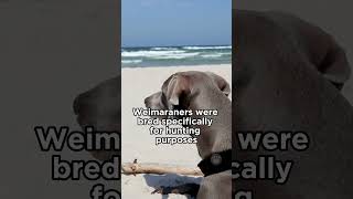 Weimaraner a fascinating breed More ↑  Weimaraner dogs [upl. by Benis]