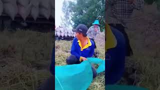 China paddy harvesting shortsytshorts [upl. by Iarahs]