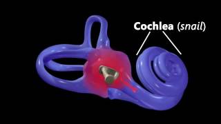 Hearing Ear Anatomy amp Auditory Transduction [upl. by Iggep]