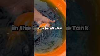 🐠GOLDFISH taking BLUE water BATH🤩 METHYLENE blue treatment medication quarantine [upl. by Leelaj]