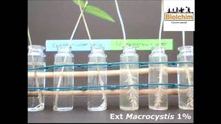 Resultados Bioensaio Biolchim [upl. by Sonni]