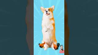 funny dogdance comedy chikensong doglover pets dance animals dj dog [upl. by Adams]