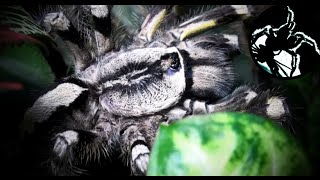 Poecilotheria regalis communal update [upl. by Hansen772]