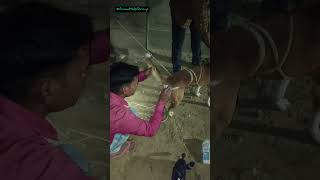 Injured dog treatment AnimalHelpGroup animalrescue woundcarevegandoglover pratapgarh love [upl. by Akimahs]