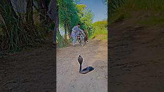 Snake block the path of boy shortsfeed shorts shortvideo [upl. by Marela93]