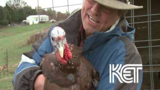 Bourbon Red Turkeys  Kentucky Life  KET [upl. by Adalia]