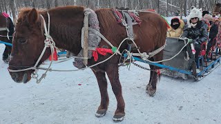 Harbin Ep 2 Yabuli ski resort 亞布力滑雪旅遊度假区  Skiing Horse Sleigh amp more harbin chinatravel winter [upl. by Forland580]