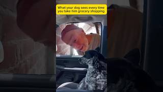 What your dog sees in the parking lot when youre inside shopping [upl. by Daphna]