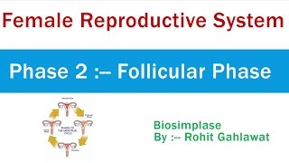 12 Menstrual Cycle  Phase 2  Follicular Phase [upl. by Neehcas146]