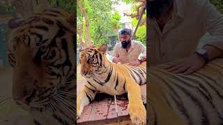 Two tigers 🐯🔥 Shorts ytshorts trending viral pareshan subscribe like [upl. by Traggat532]