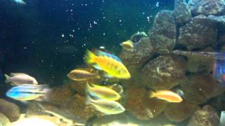 Lake Malawi aquarium with a stinkpot musk turtle [upl. by Tollmann]