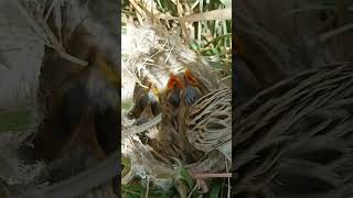 Zitting cisticola bird babies P 9 shorts youtubeshorts viralshort [upl. by Nrubliw]