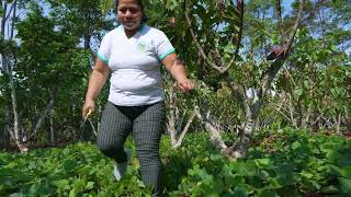 NUTRICION DEL SUELO  INCREMENTO DE LA PRODUCTIVIDAD EN EL CACAO [upl. by Ardnoel]