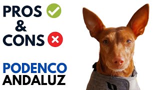 Podenco Andaluz Pros and Cons  Andalusian Warren Hound Advantages and Disadvantages [upl. by Charyl236]