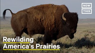 How to Bring Biodiversity Back to American Prairies [upl. by Ancel807]