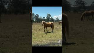 Caboolture Horse Sale quotTankquot [upl. by Orelu184]