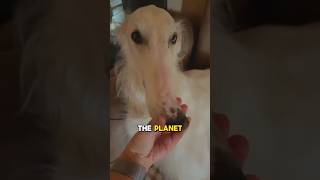 Longest bois in the world borzoi dog [upl. by Raasch236]