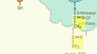 Biosynthesis of Fatty acids from malonylCoA precursors [upl. by Karyl]