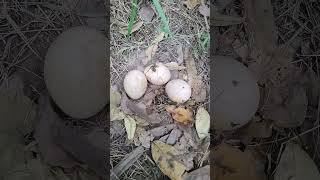 PEACOCK EGGS 🥚🥚🥚🤩 [upl. by Even]