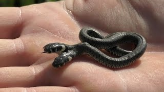 TwoHeaded Snake Found In Croatia [upl. by Townshend509]