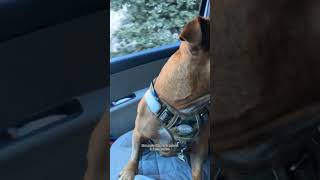 youtubeshorts staffy dog staffie staffylovers [upl. by Pruchno]