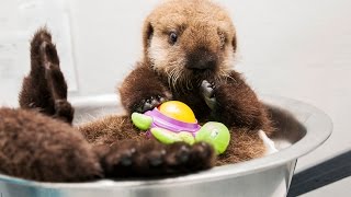 Sea otter Pup 681 growing up [upl. by Oicnedif]