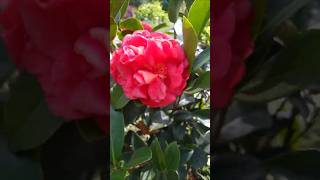 Camellia Japonica garden flower [upl. by Ricky]