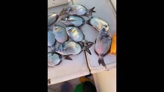 Bolentino all’alba fishing fish pesca pescadallabarca angler catch love fishingvideo [upl. by Akirdnas]