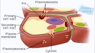 AP Biology  Plant Cell Wall [upl. by Aicined]