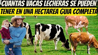 cuantas vacas lecheras se pueden tener en una hectarea guia completa [upl. by Dearborn]