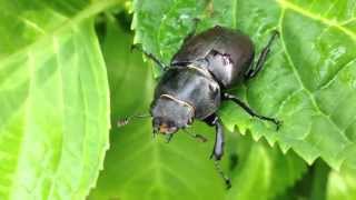 Scarabée dans le jardin [upl. by Yelha]